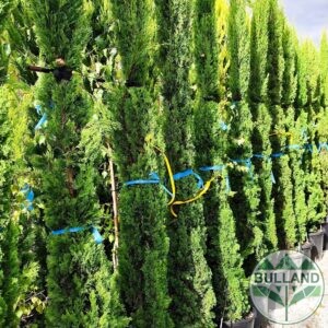 Кипарис Тотем,  Cupressus Sempervirens Тotem, височина 200 /250 см