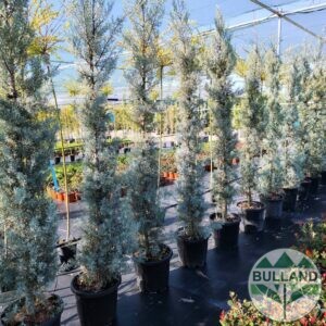 Аризонски кипарис, Cupressus arizonica, височина 175/200 см