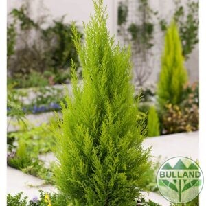 Кипарис Goldcrest, Cupressus macrocarpa Gold Crest, конт. 3 л.