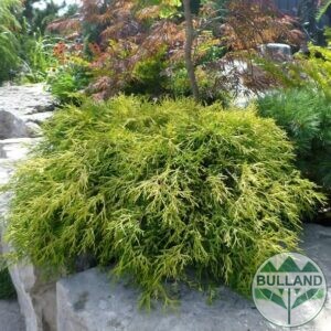Лъжекипарис ‘Sungold’, Chamaecyparis pisifera ‘Sungold’