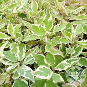Корнус Елегантисима, Cornus alba ‘Elegantissima’, конт. 1 л.