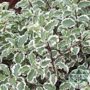 Питоспорум, Pittosporum Tenuifolium Variegatum