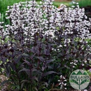 Пенстемон, Penstemon Digitalis ‘Husker Red’, конт. 1 л