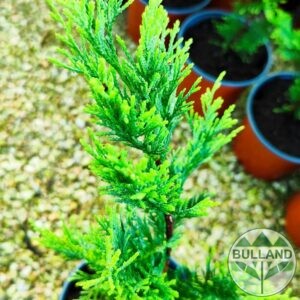 Кипарис Лейланди Златен ездач,Cupressocyparis leylandii “Gold Rider”