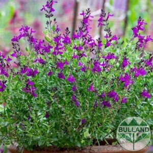 Салвия, Градински чай, Salvia greggii Mirage Deep Purple, контейнер 1 л