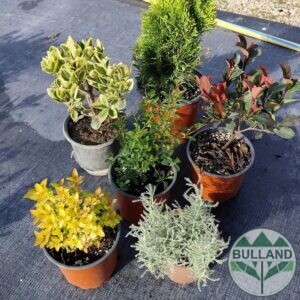 Promo package from 6 number of cold-resistant and perennial plants