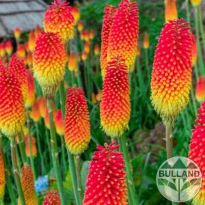 Книфофия, Kniphofia 'Royal Castle', конт. 1 л.