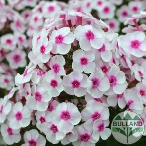 Флокс Паникулата, Phlox paniculata ‘White with Eye’, конт. 1 л
