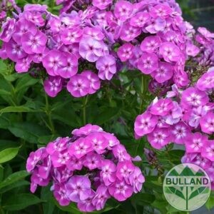 Флокс Паникулата, Phlox paniculata 'Purple Eye', конт. 1 л.
