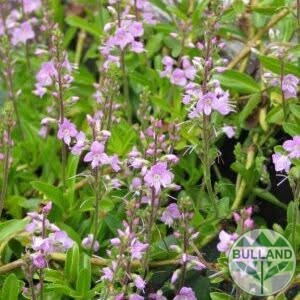 Парахебе Кенти Пинк, Parahebe Kenty Pink, конт. 1 л.