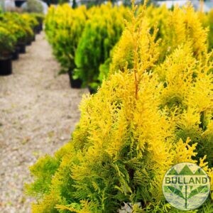 Туя Ауреа Нана,Thuja Aurea Nana, височина 100/125 см