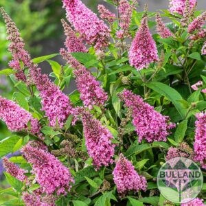 Розова Будлея джудже, Buddleja Butterfly Candy Little Pink,конт. 1 л