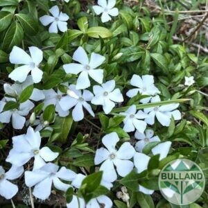 Винка минор Алба, Vinca minor Alba, cont. 1 l